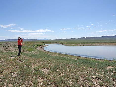 Basin and Range National Monument