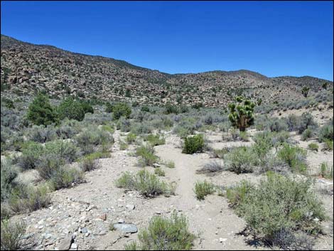 Basin and Range National Monument