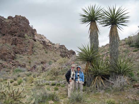 Mojave National Preserve