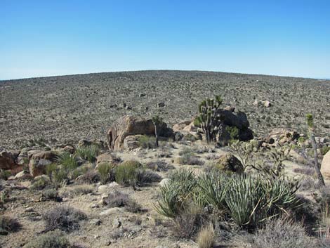 Mojave National Preserve