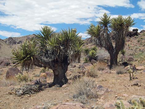 Mojave National Preserve