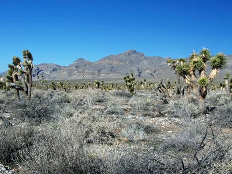 Yucca Forest