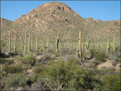 Arizona-Sonora Desert Museum