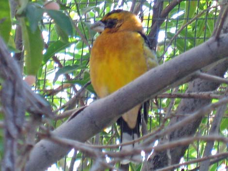 Birding the Arizona-Sonora Desert Museum