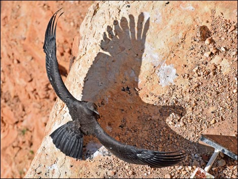 California Condor