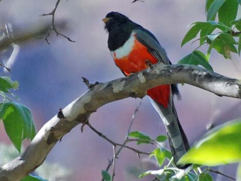 elegant trogon