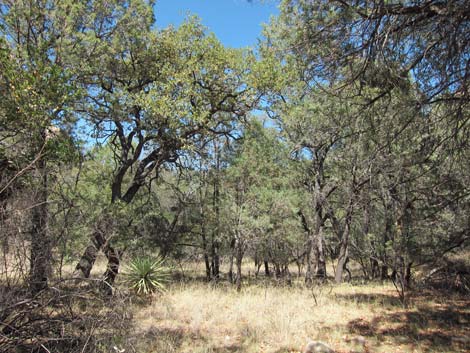 Sunny Flat Campground