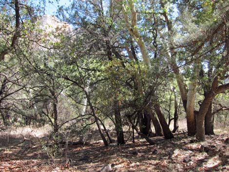 Sunny Flat Campground