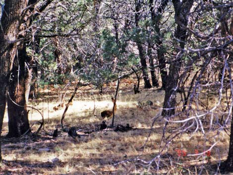 Mixed woods and coatimundi