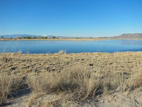 Wilcox Playa, Arizona