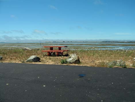 Arcata Marsh