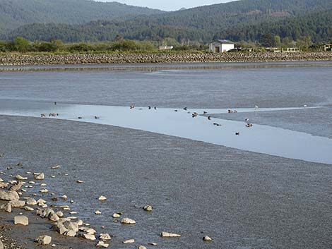 Arcata Marsh