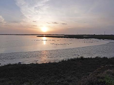 Arcata Marsh