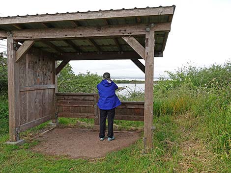 Arcata Marsh