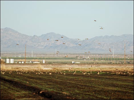 Birding the Salton Sea