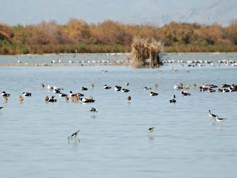 Birding the Salton Sea