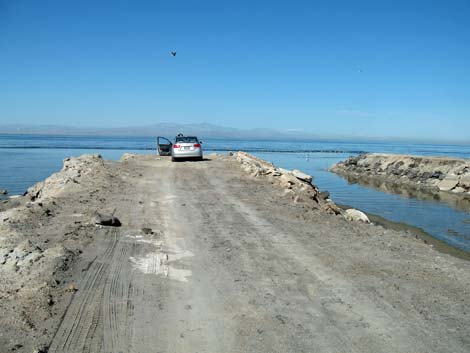 Birding the Salton Sea