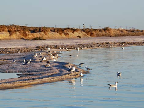 Birding the Salton Sea