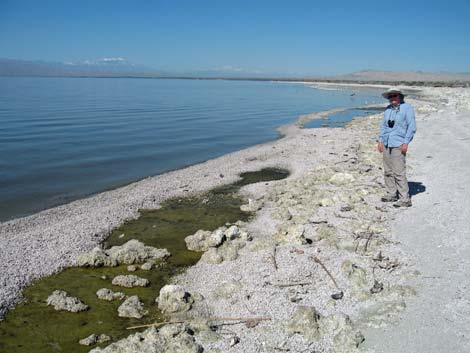 Birding the Salton Sea