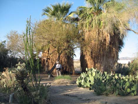 Birding the Salton Sea