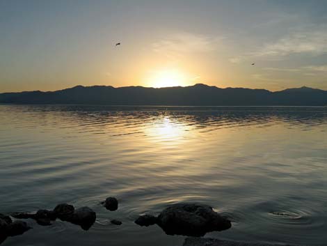 Birding the Salton Sea