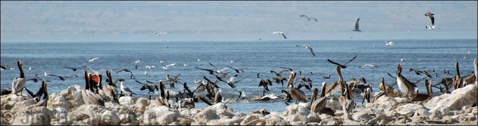 Salton Sea