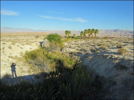 Blue Point Spring