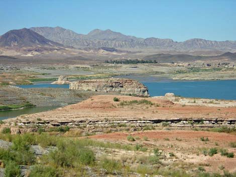 Birding Around Lower Las Vegas Wash