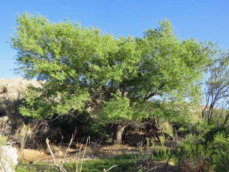 Horse Spring Birding