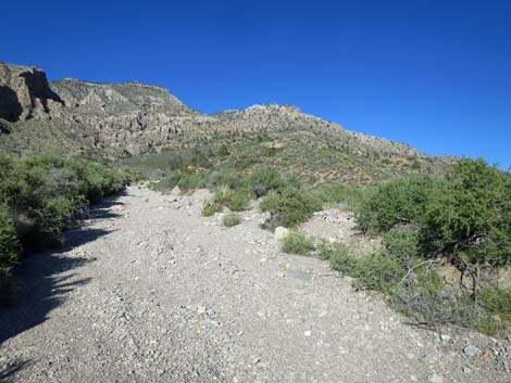 Birding Gold Butte