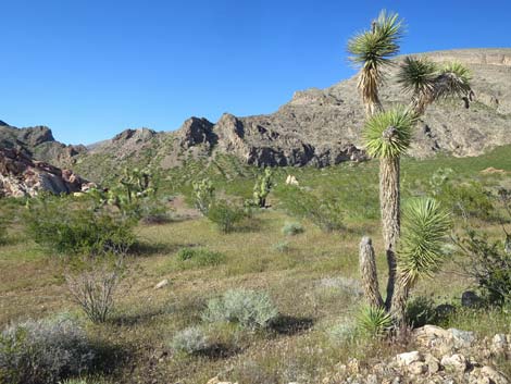 Birding Gold Butte