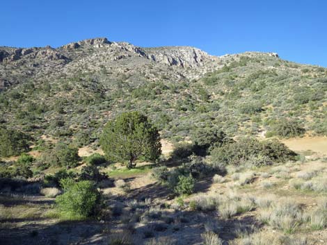 Birding Gold Butte