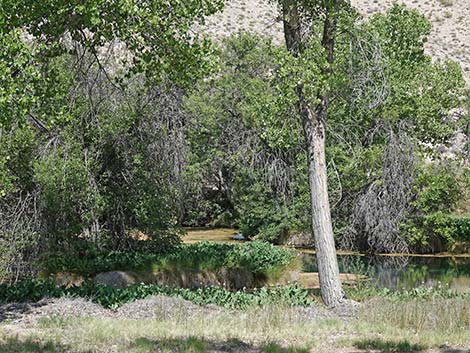 Birding Ash Spring