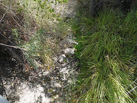 Black Canyon Trail