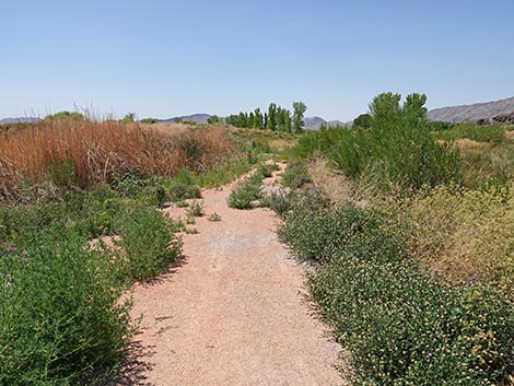 Black Canyon Trail