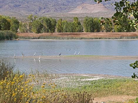 Pahranagat NWR