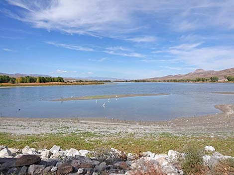 Pahranagat NWR