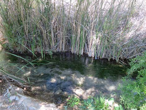 Warm Springs Natural Area