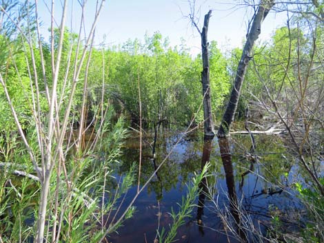 Warm Springs Natural Area