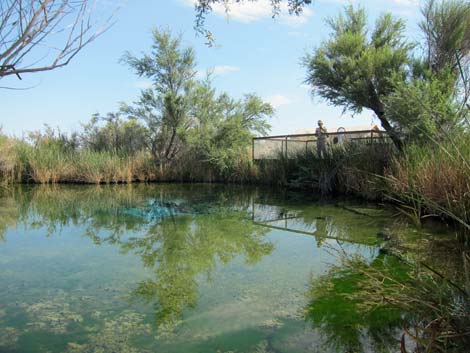 Longstreet Spring