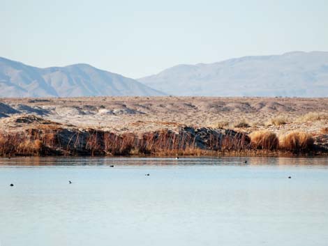 Ash Meadows National Wildlife Refuge, Peterson Reservoir