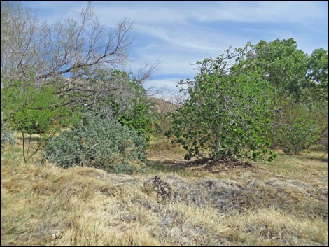 China Ranch