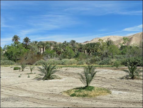 china ranch