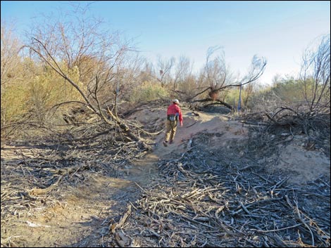 Shoshone Blue Birding Trail