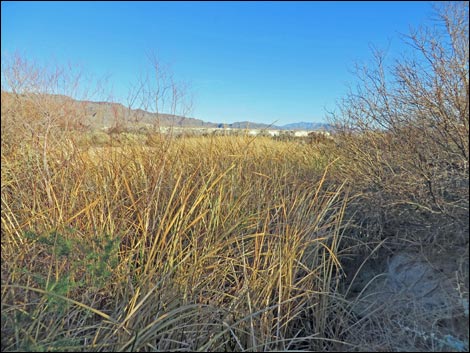 Shoshone Blue Birding Trail