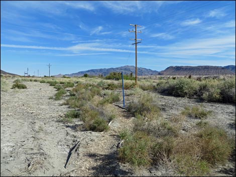 Shoshone Blue Birding Trail