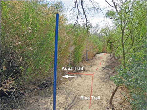 Blue Birding Trail