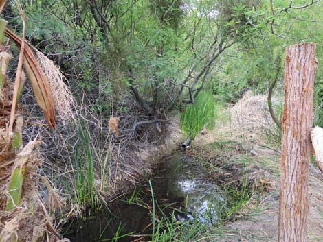 Swimming Pool Trail