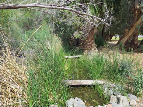 Swimming Pool Trail