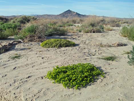 Tecopa Marsh